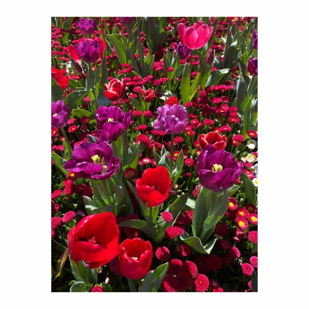 Red and Purple Tulips Card
